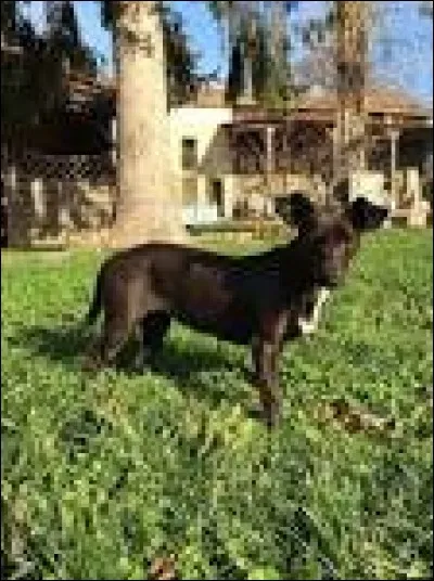 Comment s'appelait le premier chien de Martina?