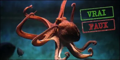 Vrai ou faux ? La pieuvre possède un bec.