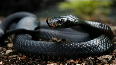 Ce serpent s'appelle la vipère de la mort.