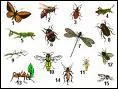 Sciences. Quel est le nom exacte de la science des insectes ?