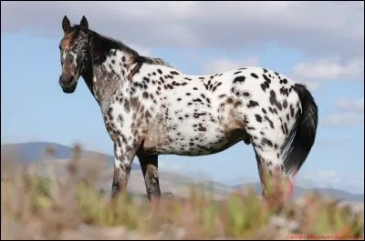 Quelle est la taille de l'appaloosa (au garrot) ?
