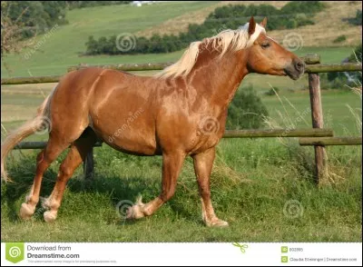 Quelle est la race de ce cheval ?