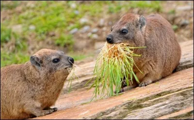 Dans ma vie, je me suis fait tirer les oreilles, mener par le bout du nez, mais j'ai souvent bu &agrave; l'oeil !