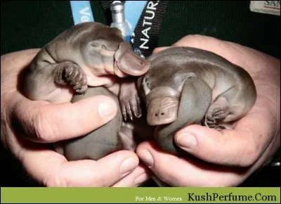 Fort heureusement, le temps passa, et je fus dans les petits papiers du prof de fran&ccedil;ais !