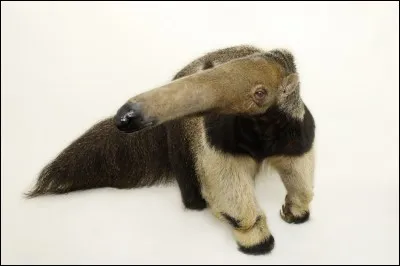 Inutile de me graisser la patte pour que je vous donne la r&eacute;ponse !