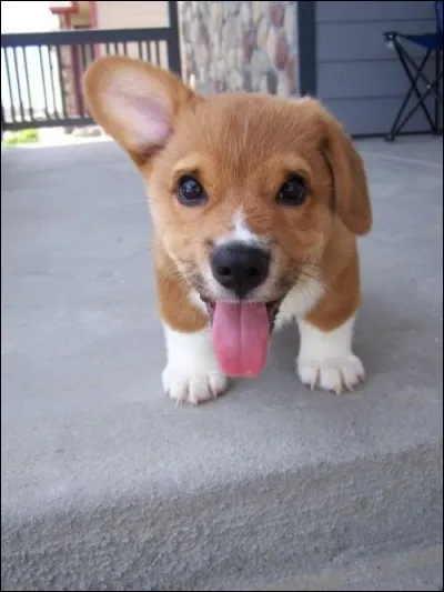 Argot des &eacute;tudiants de l'Ecole Normale sup&eacute;rieure : coturne !