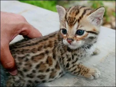 Vous allez me dire (et vous aurez raison) que de temps en temps, j'ai tendance &agrave; faire le jacques !