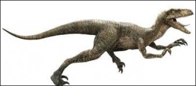 Combien de kilomètres par heure le Velociraptor pouvait-il atteindre ?