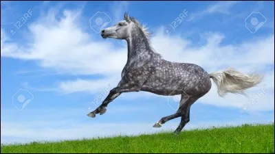 Comment s'appelle la robe du cheval ci-dessus ?