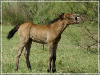 On dit qu'un cheval :