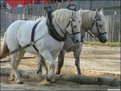 Laquelle de ces races est une race de cheval de trait ?