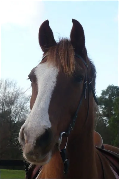 Comment s'appelle la tache ci-dessus ?