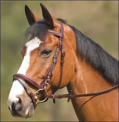 Pour monter, que met-on au cheval ?