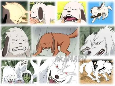 Que signifie Akamaru en franais ?