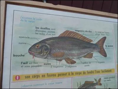 Admirez cette très ancienne affiche scolaire, et dîtes-nous quel est ce poisson !