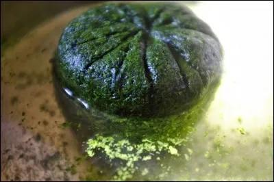 Le saka-saka (ou pondu) est originaire d'...