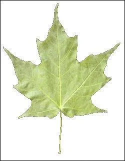 Cette feuille ressemble à une feuille de/d'...