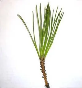 Ces feuilles sont des feuilles de pin, mais de quelle grande famille les pins font-ils partie ?