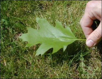 Cette feuille est une feuille de chêne...