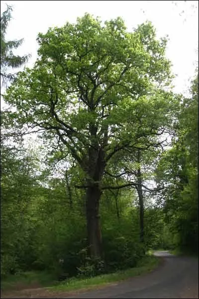 Le sommet d'une feuille de chêne pédonculé est...