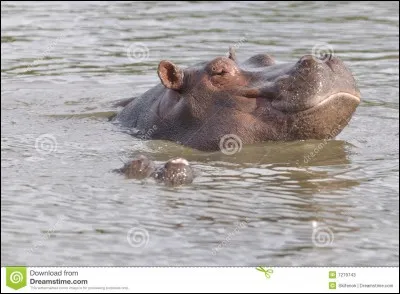 Quel est cet animal ?