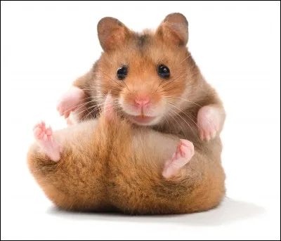 Quel est cet animal ?