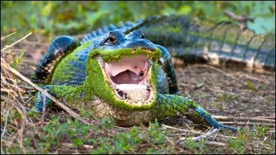 Quel est cet animal ?