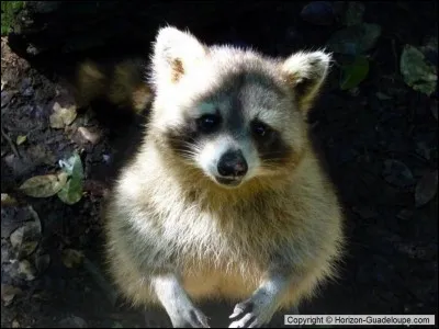 Quel est cet animal ?