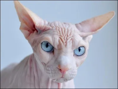 Quel est cet animal ?