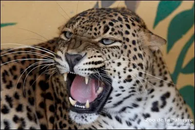 Quel est cet animal ?