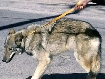 Quel est cet animal ?