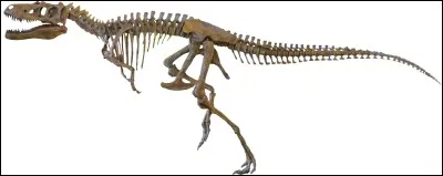 Quand a été découvert le premier fossile de Nanotyrannus lancensis ?