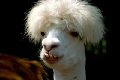 Quel animal préfères-tu ?