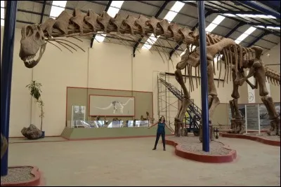 Quelle est la longueur estimée d'Argentinosaurus huinculensis ?