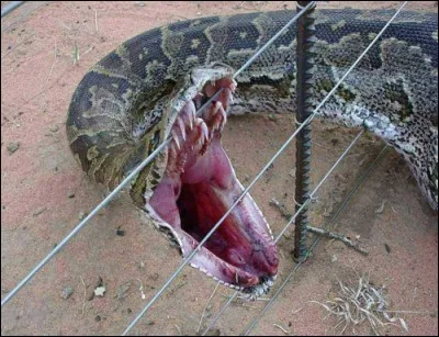 Dans l'un de ces trois films, vous pouvez voir un reptile !