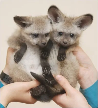 Trouvez le nom de ces animaux !