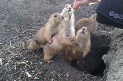 Depuis 2015, ces animaux sont devenus les mascottes d'une chaîne de télévision française, laquelle ?