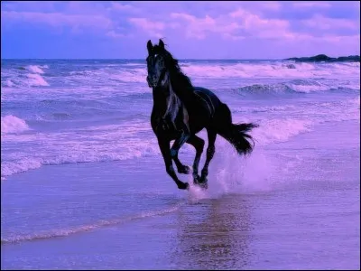 Ce cheval...