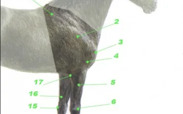 Quiz Galop 2