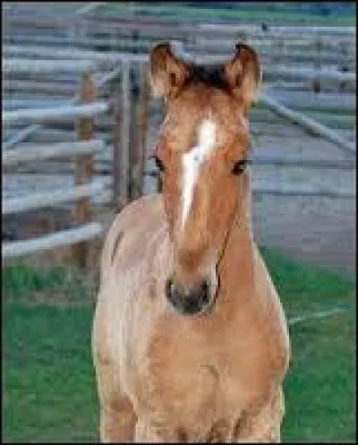 Les poneys de type A toisent... (mesurent)