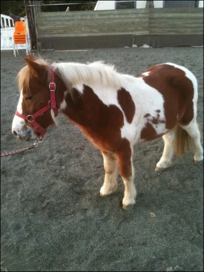 Quelle est la couleur de la robe de ce poney ?
