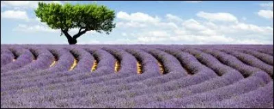 Quel écrivain anglais contemporain a écrit des romans qui se déroulent en Provence ?