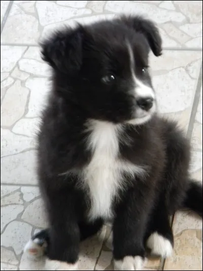 Le border collie est-il un chien de berger ?