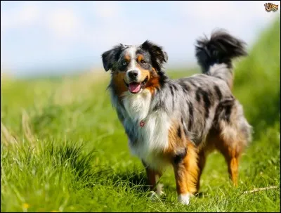 Le border collie est-il considéré comme le chien le plus intelligent ?
