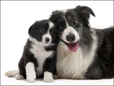 Le border collie est-il très actif et travailleur ?