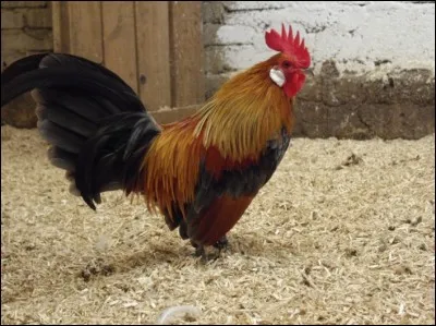 Quelle est cette race ?