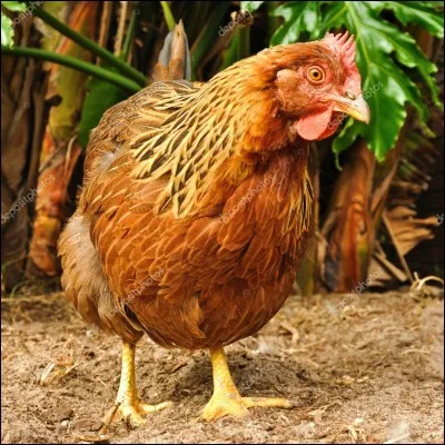 Quelle est la race de cette poule ?