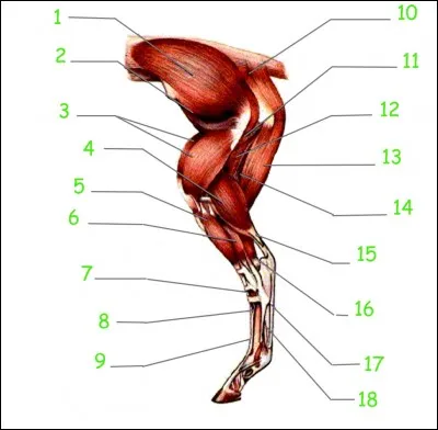 Quelle catégorie de muscles n'existe pas chez le cheval ?