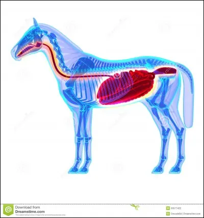 L'estomac du cheval est de :