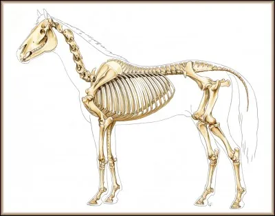 Combien de vertèbres lombaires possède le cheval ?